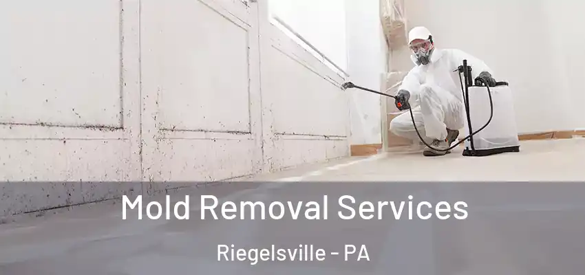 Mold Removal Services Riegelsville - PA