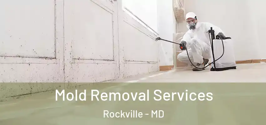  Mold Removal Services Rockville - MD