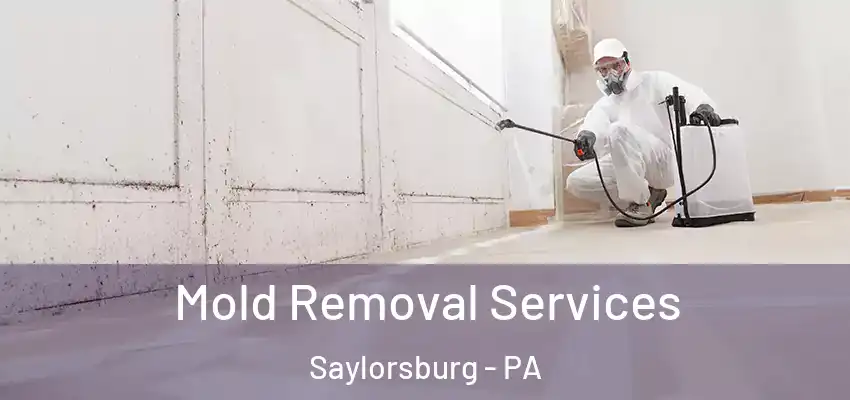 Mold Removal Services Saylorsburg - PA