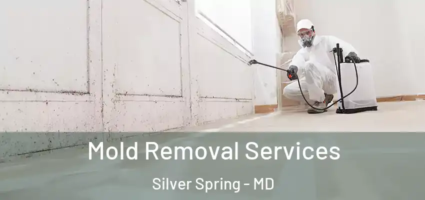  Mold Removal Services Silver Spring - MD