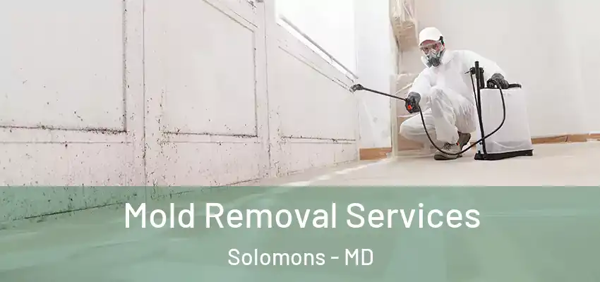 Mold Removal Services Solomons - MD