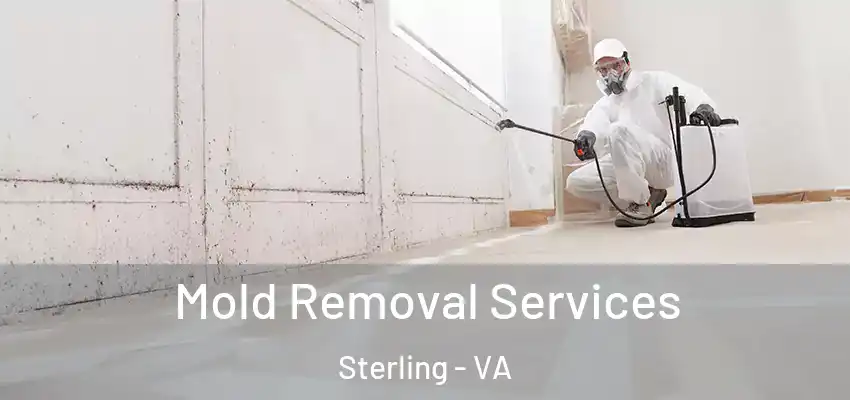 Mold Removal Services Sterling - VA