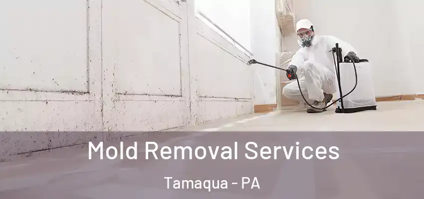 Mold Removal Services Tamaqua - PA