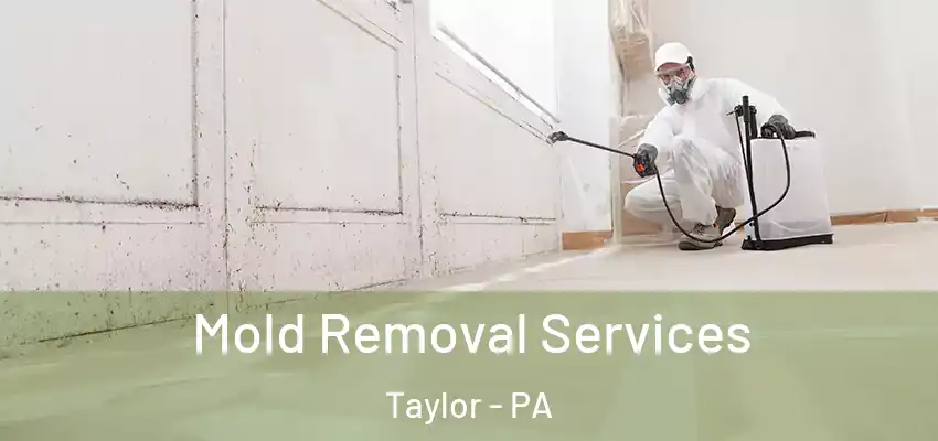 Mold Removal Services Taylor - PA