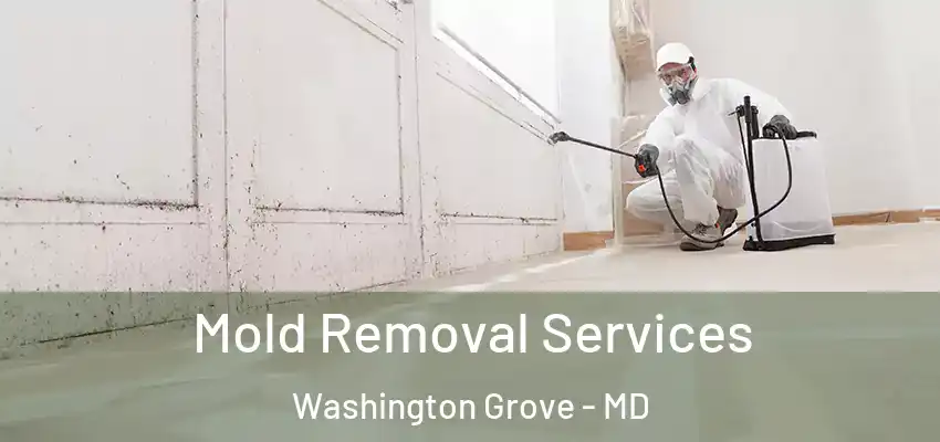  Mold Removal Services Washington Grove - MD