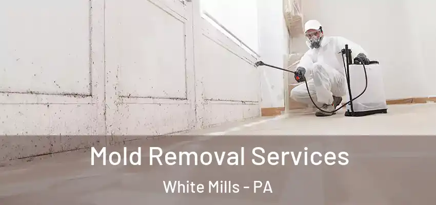Mold Removal Services White Mills - PA