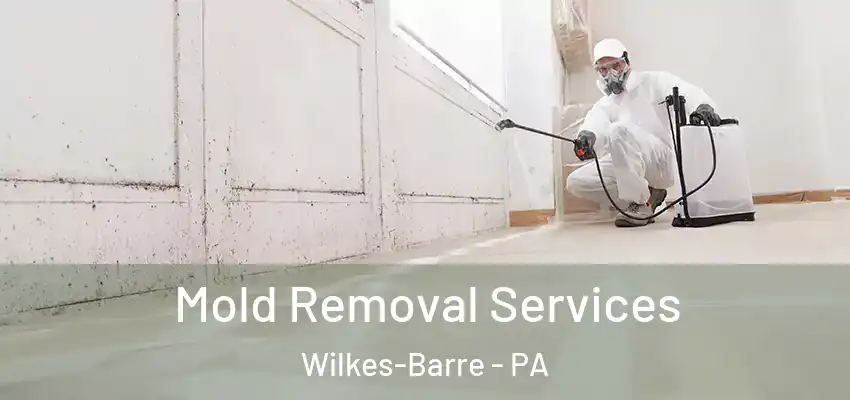 Mold Removal Services Wilkes-Barre - PA
