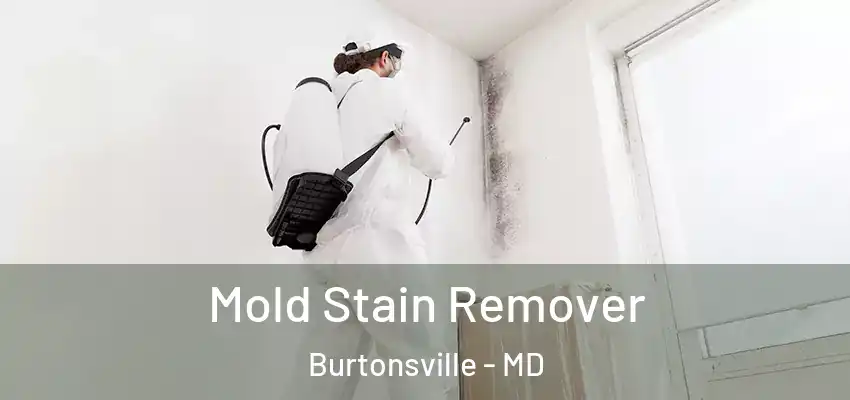  Mold Stain Remover Burtonsville - MD