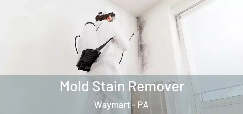 Mold Stain Remover Waymart - PA
